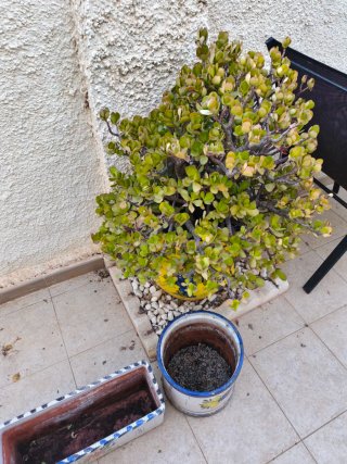 Vasi e fioriere in ceramica e terracotta