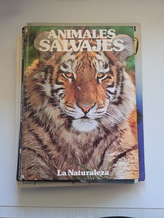 Lote de libros antiguos