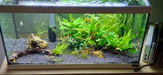 Vallisneria tortifolia 10 plantas