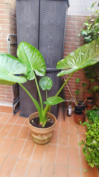 Planta Marquesa Grande