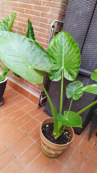 Planta Marquesa Grande