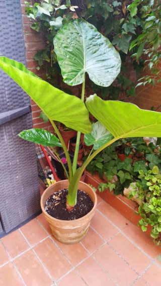 Planta Marquesa Grande