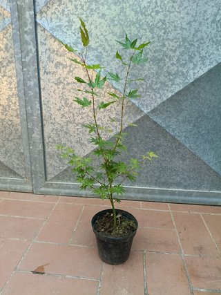 Pianta Acero Polymorphum H 50cm Vaso 14