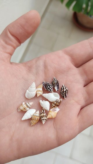 Mini scatola con conchiglie marine