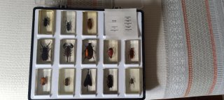 Colección Bichos National Geographic