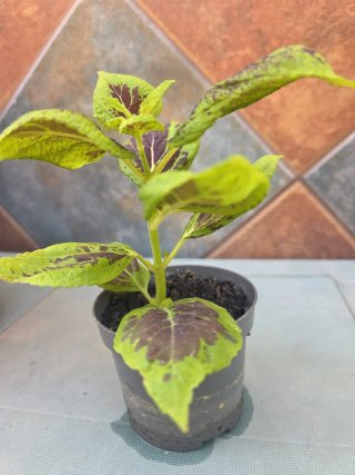 Planta Cóleo (Plectranthus scutellarioides)
