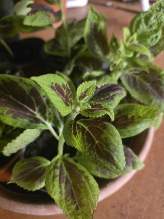 Planta Cóleo (Plectranthus scutellarioides)