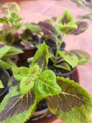 Plantas de Coleo (Plectranthus scutellariodes)