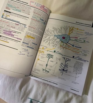 Netter Cuaderno de anatomía para colorear
