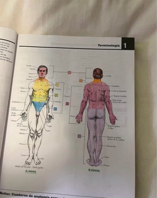 Netter Cuaderno de anatomía para colorear