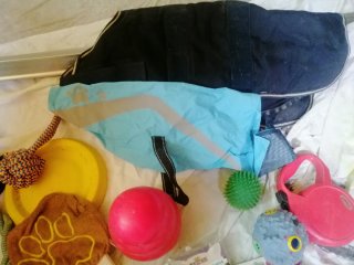 Lote Accesorios Perro: Arneses, Juguetes, Bols