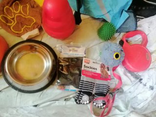 Lote Accesorios Perro: Arneses, Juguetes, Bols