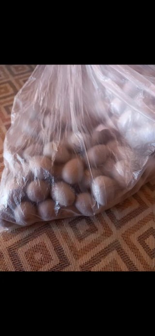 10 Huevos de Canario Falsos