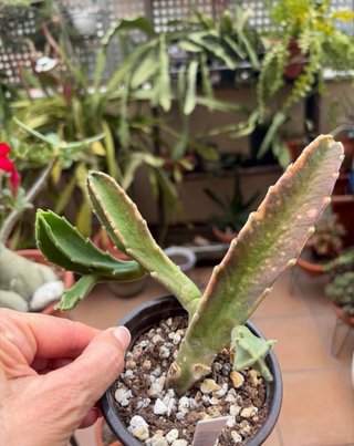Stapelia Gigantea enraizada