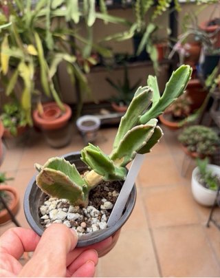 Stapelia Gigantea enraizada