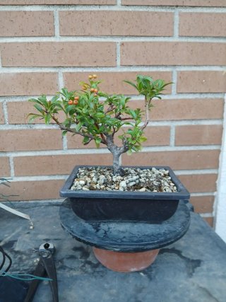 Prebonsai Piracanta con Frutos Naranja