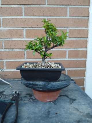 Prebonsai Piracanta