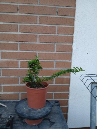 Prebonsai Piracanta avanzado