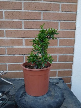 Prebonsai Piracanta avanzado