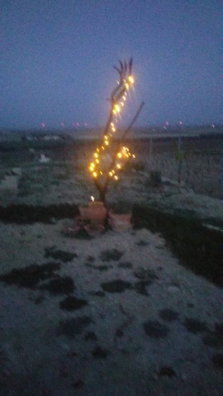Terreno rústico en venta
