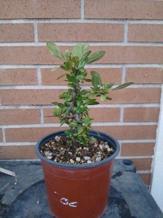 Prebonsai Piracanta