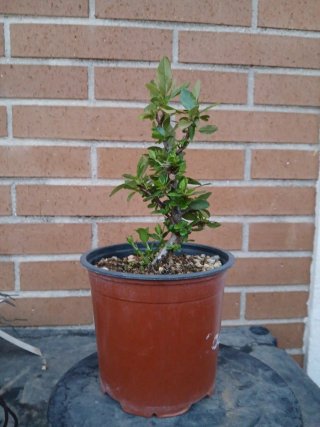 Prebonsai Piracanta