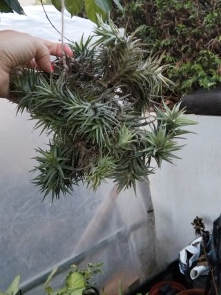 Planta Tillandsia Pendente