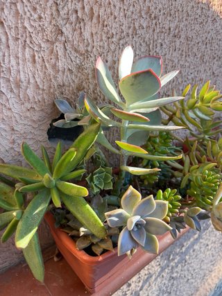 Jardinera de conjunto de suculentas