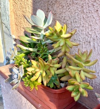 Jardinera de conjunto de suculentas