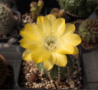 Echinopsis gialli - polloni