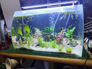 Lote plantas acuario Mp