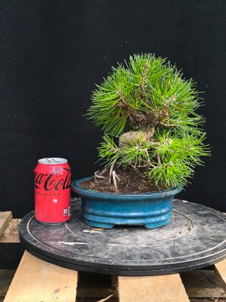 bonsai pinus thumbergii