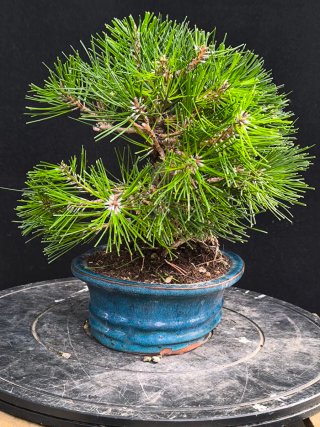 bonsai pinus thumbergii