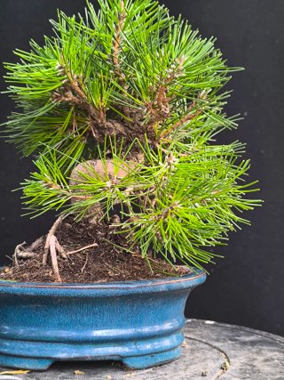 bonsai pinus thumbergii