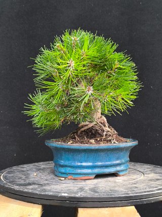 bonsai pinus thumbergii