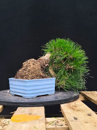 bonsai pino thunbergii