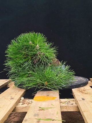 bonsai pino thunbergii