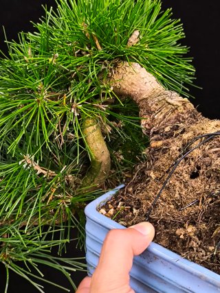 bonsai pino thunbergii