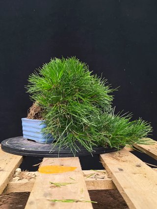 bonsai pino thunbergii
