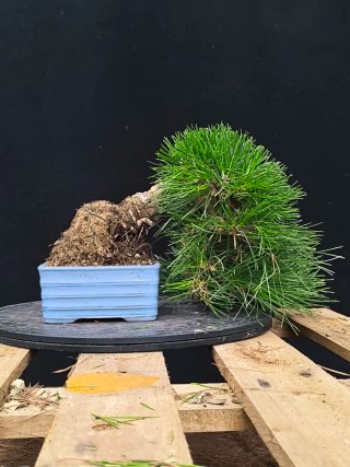 bonsai pino thunbergii