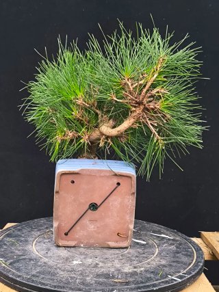 bonsai pino thunbergii