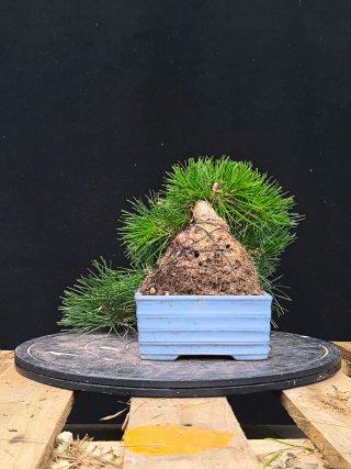 bonsai pino thunbergii