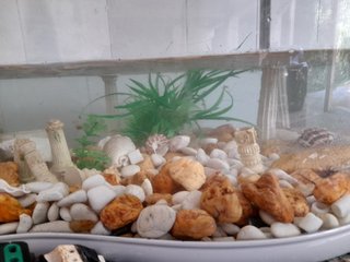 Acquario con decorazioni