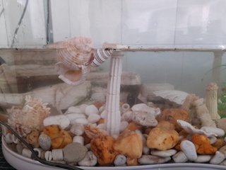 Acquario con decorazioni