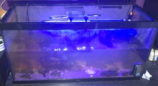 Acuario con luz LED azul y LED BLANCA