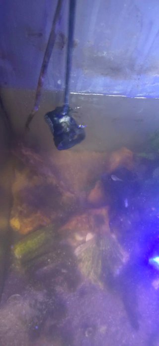 Acuario con luz LED azul y LED BLANCA