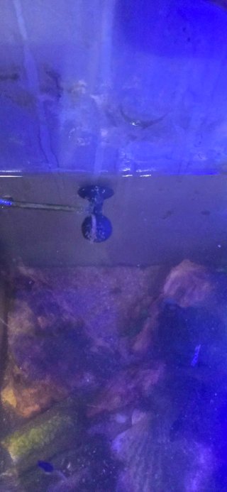 Acuario con luz LED azul y LED BLANCA