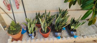 Esquejes de planta de suegra. PRÓXIMAMENTE CACTUS