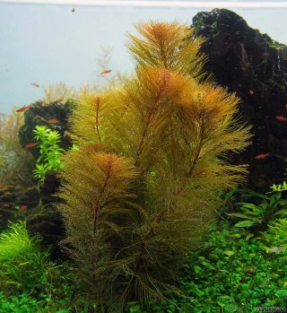 Planta Acuario Myriophyllum Roraima