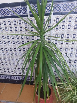 Plantas de exterior